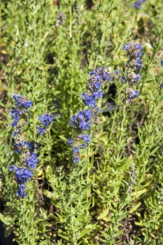 Hyssopus officinalis - Blauer Ysop (BIO)