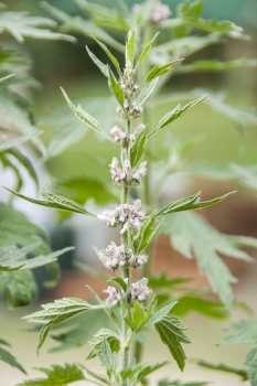 Leonurus cardiaca - Echtes Herzgespann (BIO)