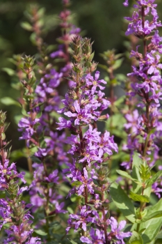 Lythrum salicaria - Blutweiderich (BIO)