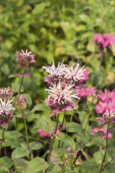 Monarda Fistulosa-Hybride Beauty of Cobham - Indianernessel (BIO)
