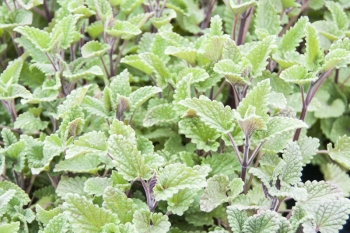 Nepeta cataria ssp. citriodora - Zitronen Katzenminze, Weie Melisse (BIO)