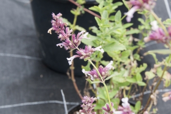 Nepeta grandiflora Dawn to Dusk - Katzenminze (BIO)