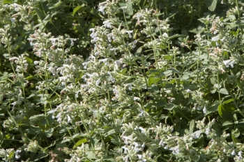 Nepeta racemosa Snowflake - Katzenminze (BIO)