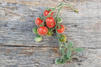 Tomate Angora Supersweet - Pflanze (BIO)