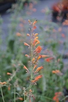Agastache aurantiaca - Orange Duftnessel (BIO)