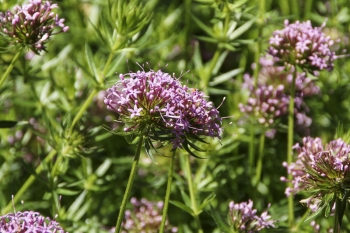 Phuopsis stylosa - Rosen-Waldmeister (BIO)