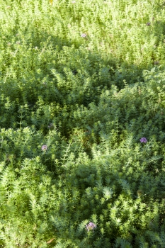 Phuopsis stylosa - Rosen-Waldmeister (BIO)