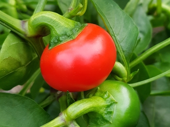 Chili Ballito - Pflanze (BIO), Schärfegrad 1-4