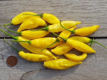 Chili Lemon Drop - Pflanze (BIO), Schrfegrad 7