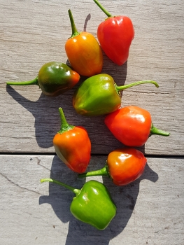 Chili Piquante - Pflanze (BIO), Sch�rfegrad 4