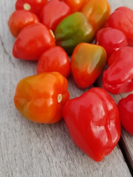 Chili Piquante - Pflanze (BIO), Sch�rfegrad 4