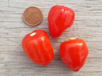 Chili Piquante - Pflanze (BIO), Sch�rfegrad 4