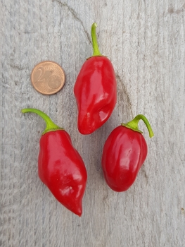 Chili Scarlet Lantern Peru - Pflanze (BIO), Sch�rfegrad 9