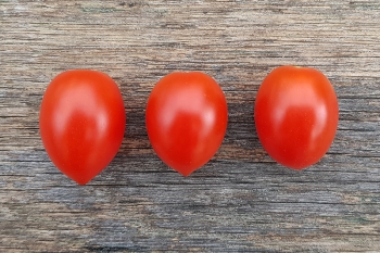 Tomate Donatellina - Pflanze (BIO)