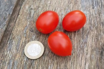 Tomate Donatellina - Pflanze (BIO)