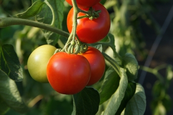 Tomate Harzfeuer - Pflanze (BIO)