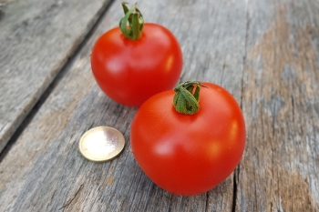 Tomate Harzfeuer - Pflanze (BIO)