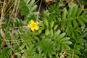 Potentilla anserina - Gnsefingerkraut (BIO)