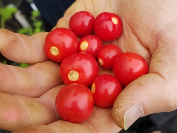 Litschi-Tomate - Pflanze (BIO)