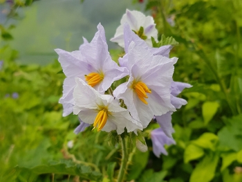 Litschi-Tomate - Pflanze (BIO)