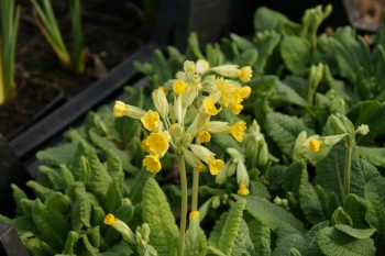 Primula veris ssp. veris - Echte Schlsselblume (BIO)