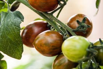 Tomate Italienische Weinbergtomate - Saatgut (BIO)