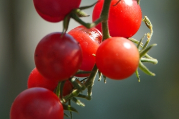 Tomate Mexikanische Honigtomate - Saatgut (BIO)