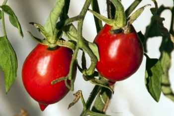 Tomate Wintertomate - Saatgut (BIO)