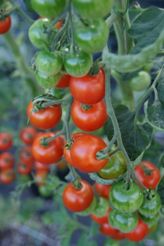 Tomate Zuckertraube - Saatgut (BIO)