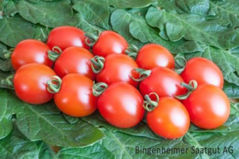 Tomate Trixi - Saatgut (BIO)