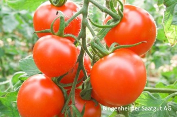 Tomate Ruthje - Saatgut (BIO)