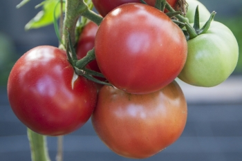 Tomate Berner Rose - Saatgut (BIO)