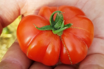 Tomate Costoluto fiorentino - Saatgut