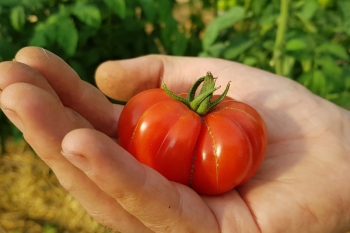 Tomate Costoluto fiorentino - Saatgut