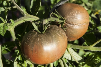 Tomate Schwarze Krim - Saatgut (BIO)