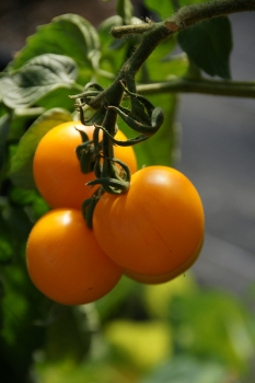 Tomate Goldene Knigin - Saatgut (BIO)