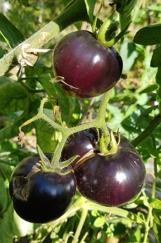 Tomate K�nigin der Nacht - Saatgut (BIO)