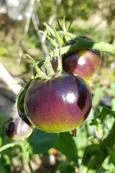 Tomate K�nigin der Nacht - Saatgut (BIO)