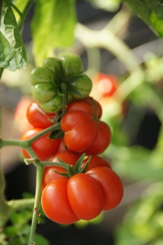 Tomate Reisetomate - Saatgut (BIO)