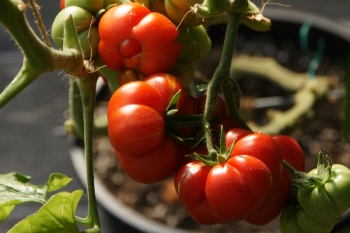 Tomate Reisetomate - Saatgut (BIO)