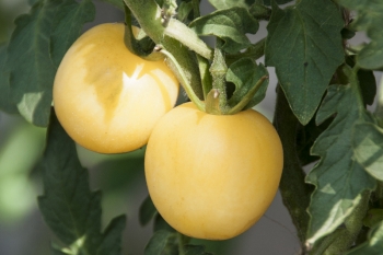 Tomate Weier Pfirsich - Saatgut (BIO)