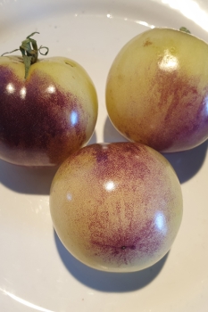 Tomate White Purple - Saatgut (BIO)