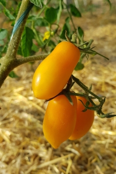 Tomate Banana Legs - Saatgut (BIO)