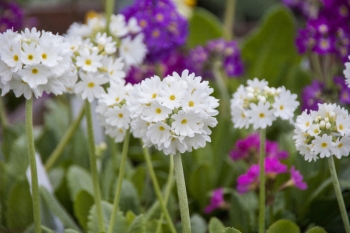 Primula denticulata Alba - Kugel-Primel (BIO)