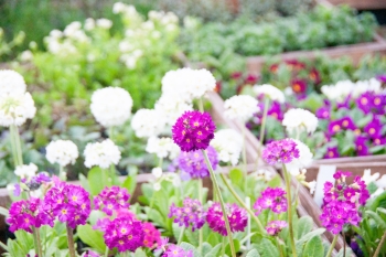 Primula denticulata Rubin - Kugel-Primel (BIO)