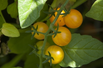 Tomate Golden Currant - Saatgut