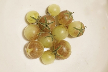 Tomate Blaue Wilde - Saatgut (BIO)