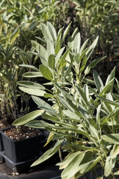 Salvia officinalis Extrakta - Exrakt-Salbei (BIO)