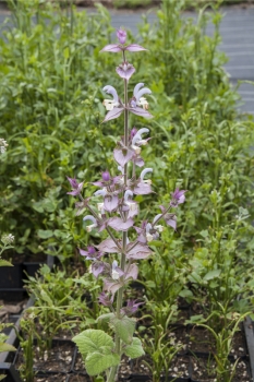 Salvia sclarea - Muskateller-Salbei (BIO)