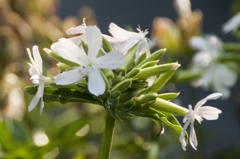 Saponaria officinalis - Echtes Seifenkraut (BIO)